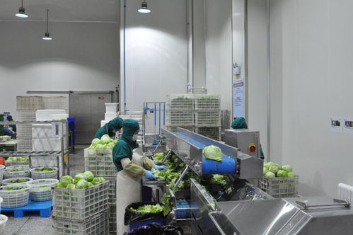 肇东顶鲜食品公司年生产鲜切蔬菜5000吨